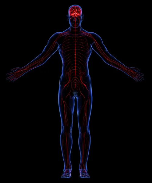 Human nervous system — Stock Photo, Image