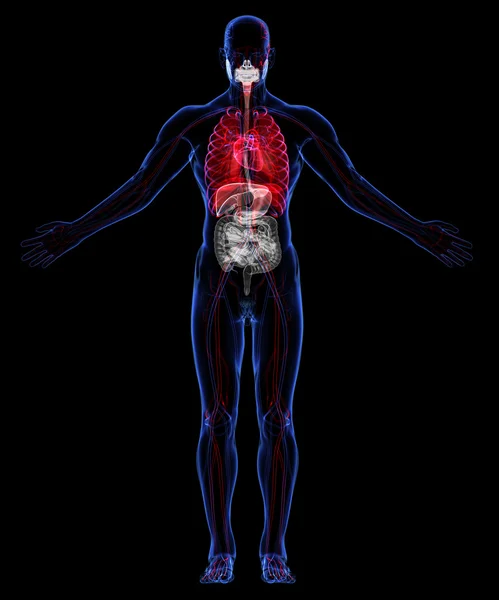 Sistema respiratorio, digestivo y circulatorio humano — Foto de Stock