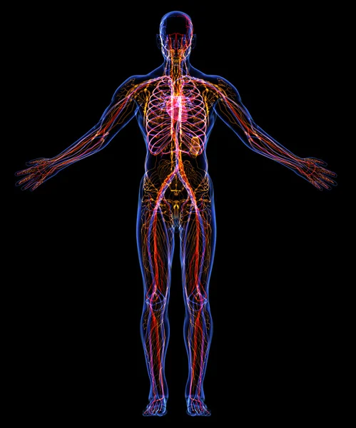 Menschliches Kreislauf- und Lymphsystem — Stockfoto