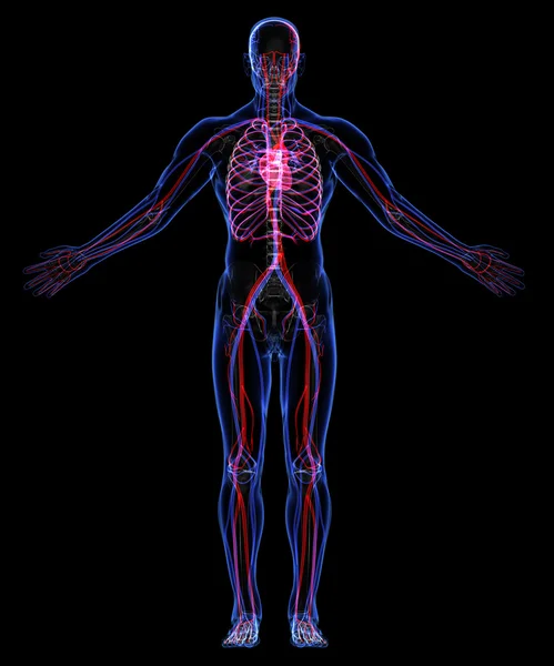 Insan iskeleti ve dolaşım sistemi — Stok fotoğraf