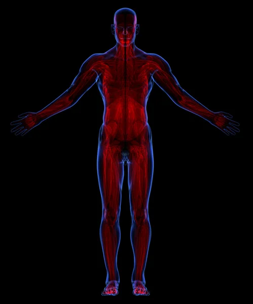 Human muscular system — Stock Photo, Image