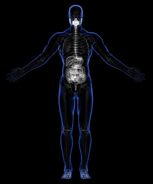 Sistema digestivo humano y esqueleto — Foto de Stock