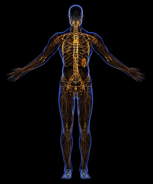 Human lymphatic system and skeleton — Stock Photo, Image