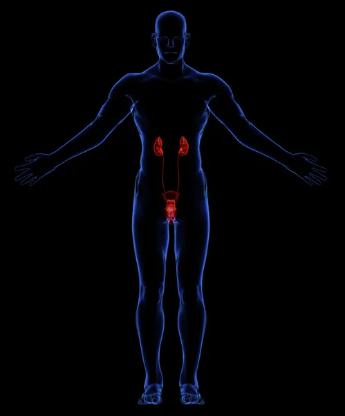 Human urinary system — Stock Photo, Image