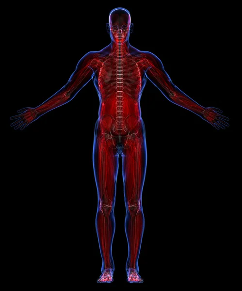 Human muscular system and skeleton — Stock Photo, Image