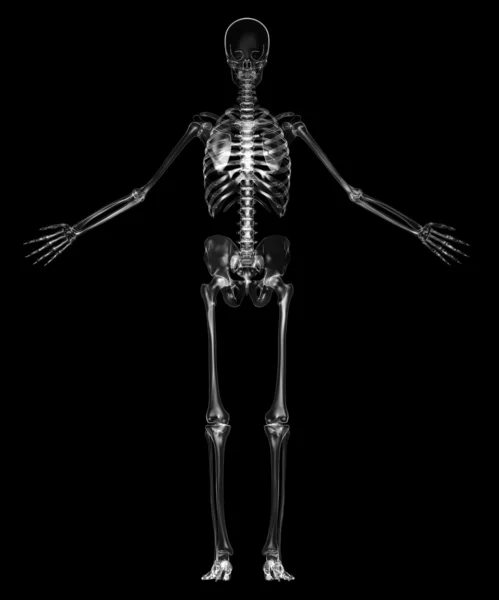 Скелет человека — стоковое фото
