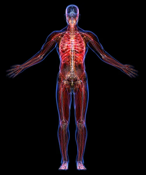 Anatomia del corpo umano — Foto Stock