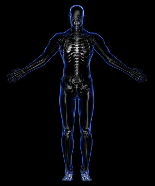 : Anatómia: a bőr és a csontváz Stock Kép
