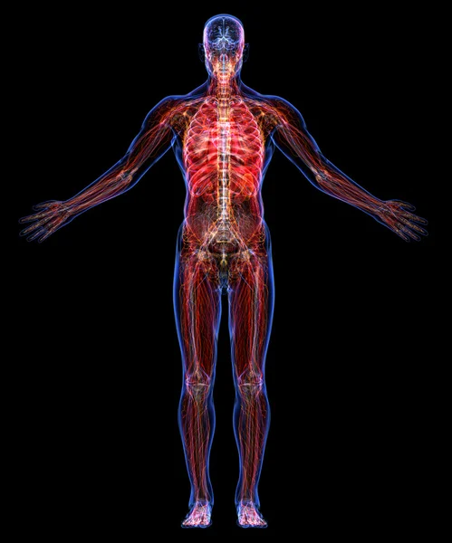 Anatomi tubuh manusia. Stok Gambar