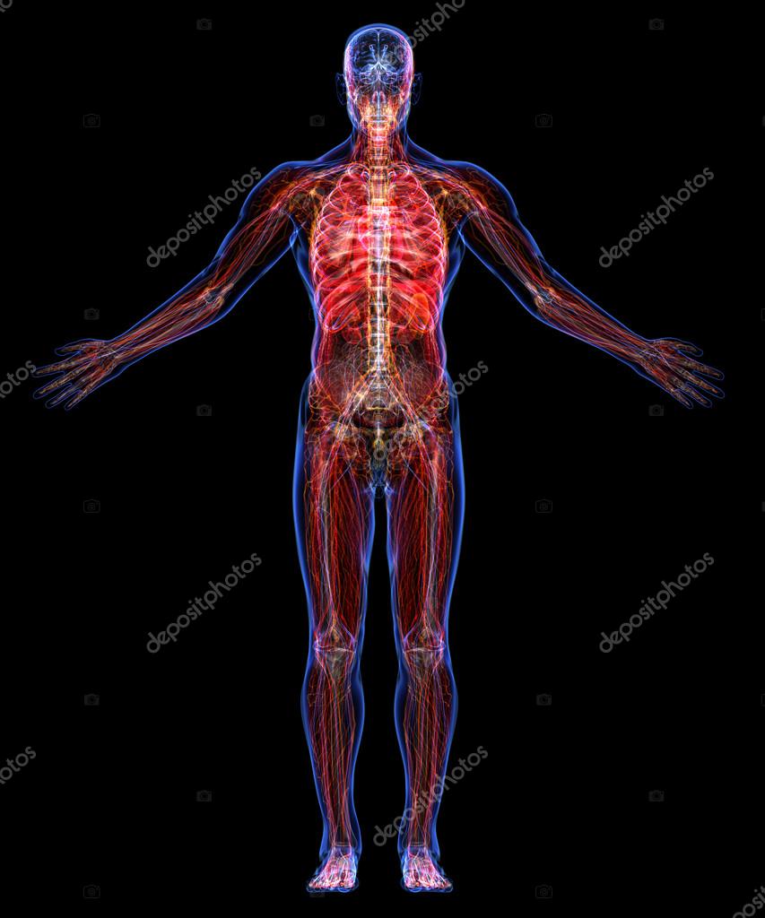 Anatomie Du Corps Humain Image Libre De Droit Par Schmaster73 C