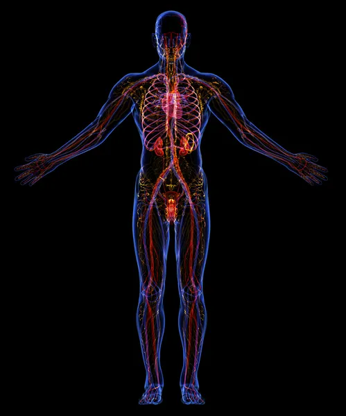 Human urinary, lymphatic and circulatory system — Stock Photo, Image