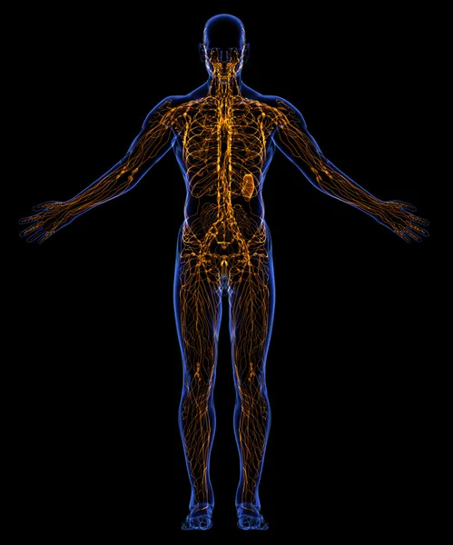 Menschliches Lymphsystem — Stockfoto