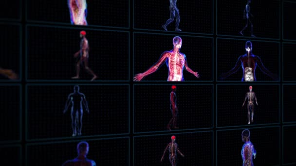 Insan vücudu anatomisi — Stok video