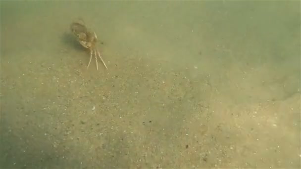 Krabben — Stockvideo