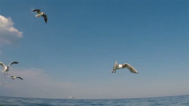 海鸥 — 图库视频影像