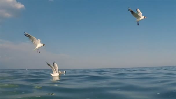 海鸥 — 图库视频影像