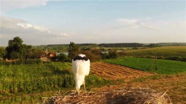 Unga stork i boet — Stockvideo