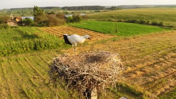 Unga stork i boet — Stockvideo