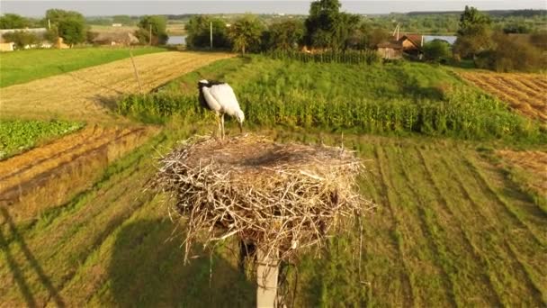 Unga stork i boet — Stockvideo