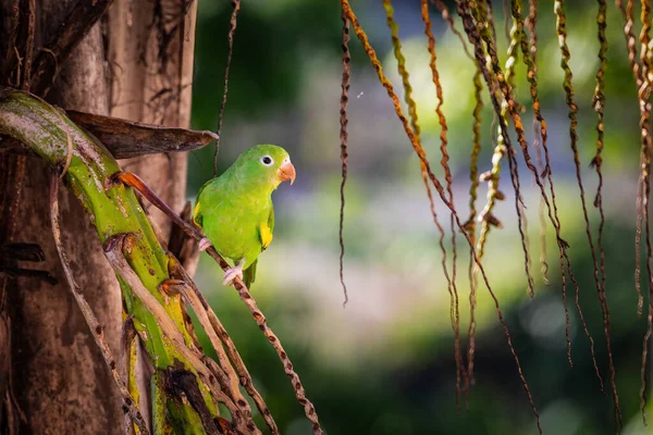 Yellow Chevroned Parakeet Brotogeris Chiriri Toma Breve Descanso Merienda Brasilia —  Fotos de Stock