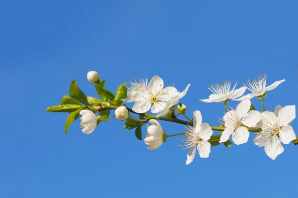 Flores blancas de cereza Imágenes De Stock Sin Royalties Gratis