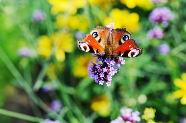 Kelebek tavus kuşu ve küçük mor çiçekler
