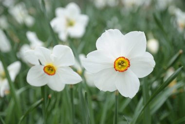 Beyaz narcissuses sığ dof görüntü