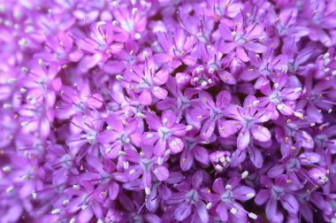 süs soğan globemaster portre resmi