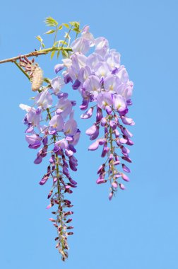 glicinia ve mavi gökyüzü çiçekleri