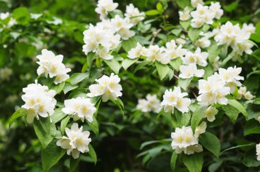 Jasmin ağaç çiçek ve yağmur damlaları