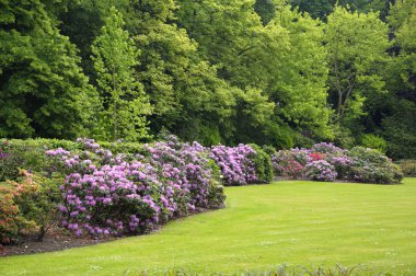 bahçesinde bahar ormangülü çiçek ile Brüksel Kuzey
