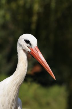 Head of white stork on front of forest clipart