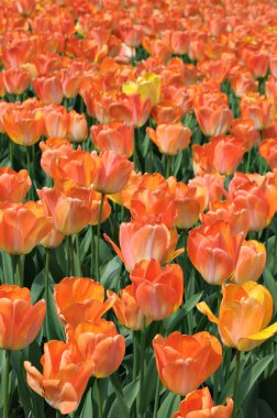 pembe-kırmızı laleler yağmur sonra alanıyla