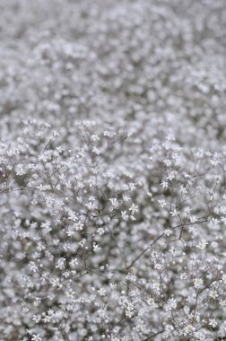 doğal arka plan olarak küçük beyaz çiçekler