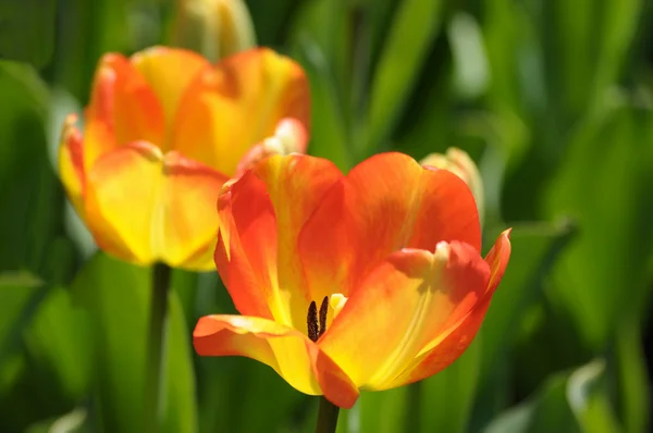 Podsvícení velké červené a žluté tulipány — Stock fotografie