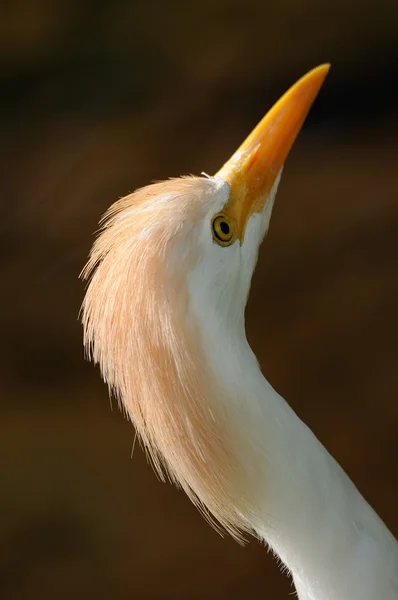 Aigrette des bovins — Photo