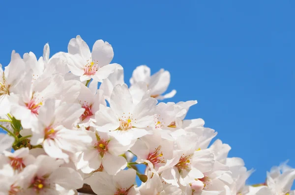 Witte bloemen op blauwe lucht — Stockfoto