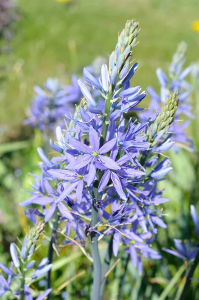 Camassia