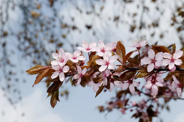 Frühjahrsblüte der rosa Kirsche in Rosenkohl — Stockfoto
