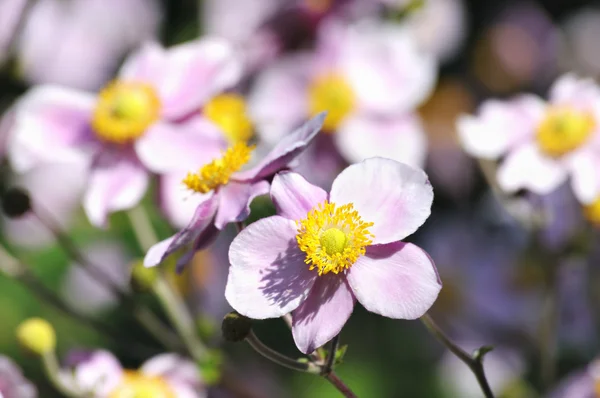 Flores do prado em jardim da cidade em Bruxelas — Fotografia de Stock