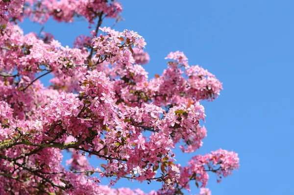 Mooie roze bloemen van kers op blauwe hemelachtergrond — Stockfoto