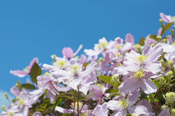 Violette bloemen van clematis op blauwe hemel — Stockfoto