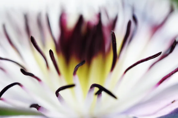 Shallow DOF blur of clematis flower for background — Stock Photo, Image