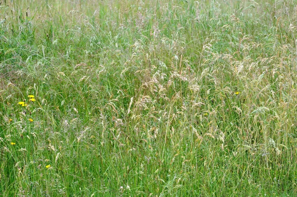 Campo de verão com diferentes tipos de grama — Fotografia de Stock