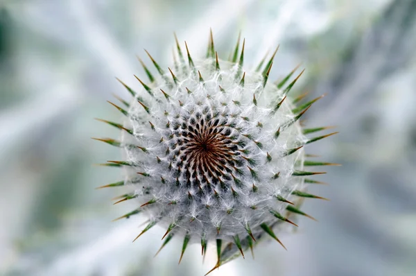 Closeup image of fluffy flower — Stock Photo, Image