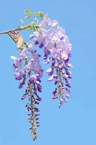 Flowers of glicinia and blue sky — Stock Photo, Image