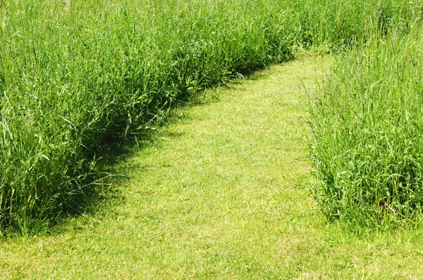 Camino en el campo de hierba verde — Foto de Stock