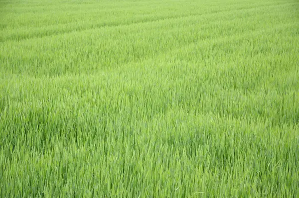 Background image with green grass field — Stock Photo, Image