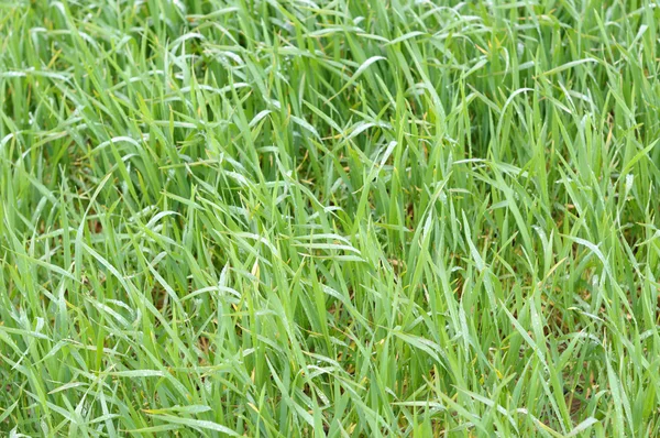 Green grass field close-up image — Stock Photo, Image