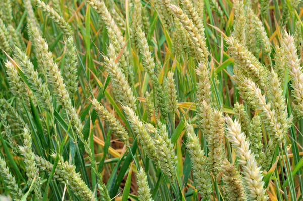 Field with green wheat not ready yet for collection — Stock Photo, Image